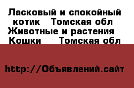 Ласковый и спокойный котик - Томская обл. Животные и растения » Кошки   . Томская обл.